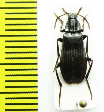 Melandrya ? dubia  Russia, Far East - INSECTS-STORE.RU