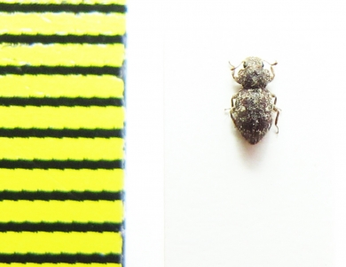 Coxelus pictus  Italy - INSECTS-STORE.RU