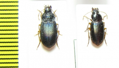 Carabidae sp.  Malawi - INSECTS-STORE.RU