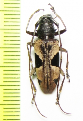 Epepeotes lateralis  Malaysia, Borneo - INSECTS-STORE.RU