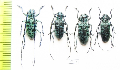 Anoplophora beryllina, pair  Laos - INSECTS-STORE.RU
