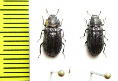 Tenebrionidae sp.  Indonesia, Sulawesi - INSECTS-STORE.RU