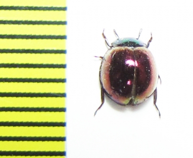 Tenebrionidae sp.  Malaysia, Borneo - INSECTS-STORE.RU