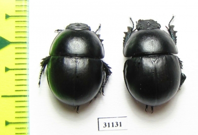 Thorectes intermedius, pair  Italy, Sardinia - INSECTS-STORE.RU