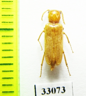 Karumia serraticornis  Iran, Hormozgan prov. - INSECTS-STORE.RU