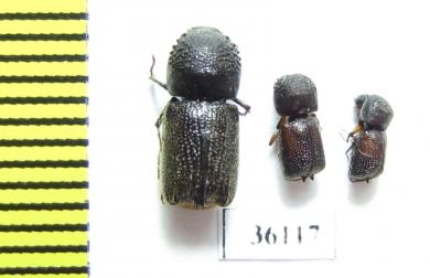 Bostrichidae sp.  Thailand - INSECTS-STORE.RU