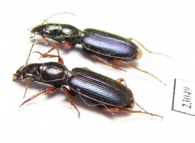 Cymindis miliaris  Kazakhstan - INSECTS-STORE.RU