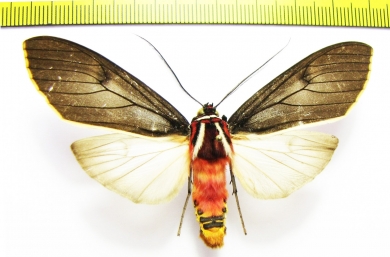 Erebidae sp.  Ecuador - INSECTS-STORE.RU