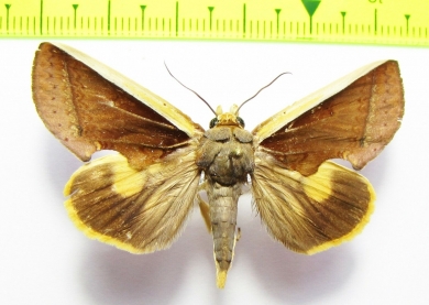 Noctuidae sp.  Bolivia - INSECTS-STORE.RU