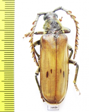 Gigantotrichoderes ? conicicollis  Ecuador - INSECTS-STORE.RU