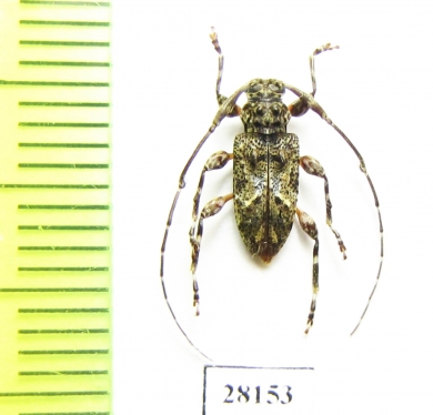 Alcathousites superstes  Peru - INSECTS-STORE.RU