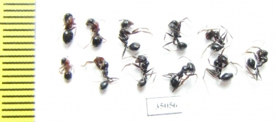 Formicidae sp.  Uzbekistan - INSECTS-STORE.RU