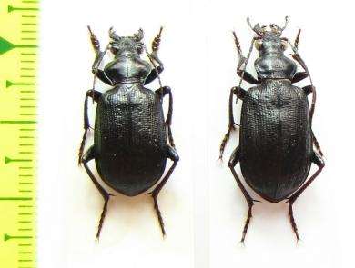 Calosoma imbricatum ssp., pair  Iran, Hormozgan prov. - INSECTS-STORE.RU