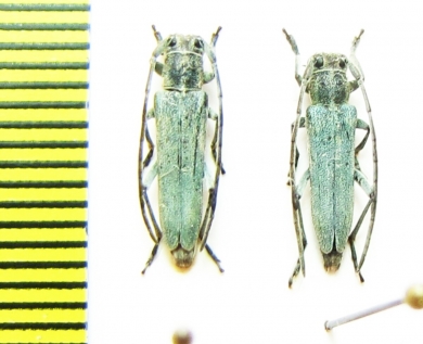 Phytoecia coerulescens, pair  Russia, Krasnodar reg. - INSECTS-STORE.RU