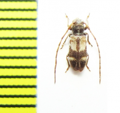 Egesina bifasciata  Russia, Far East - INSECTS-STORE.RU