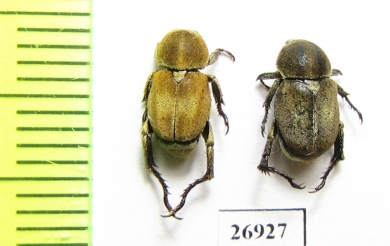 Dichelomorpha sp., pair  Vietnam - INSECTS-STORE.RU