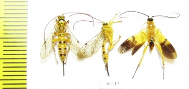 Ichneumonoidea sp.  India - INSECTS-STORE.RU