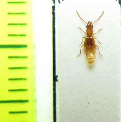 Aepopsis robini  France - INSECTS-STORE.RU