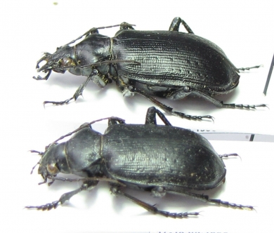 Calosoma imbricatum deserticola, pair  Turkmenistan - INSECTS-STORE.RU