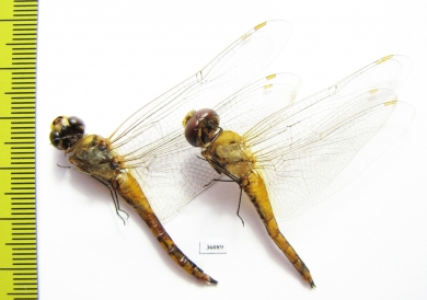Odonata sp.  Thailand - INSECTS-STORE.RU