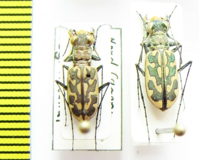 Lophyra brevicollis intermedia  Cameroon - INSECTS-STORE.RU