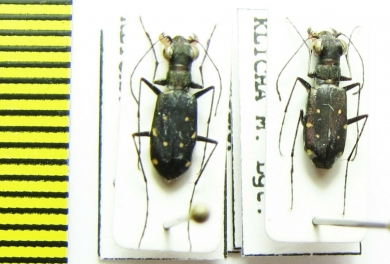 Cylindera viridilabris, pair  Thailand - INSECTS-STORE.RU