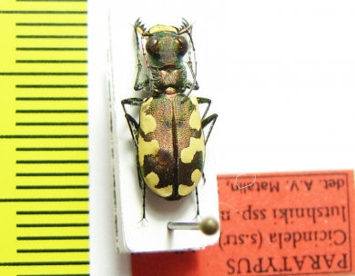 Cicindela sahlbergii lutshniki  Ukraina PARATYPUS - INSECTS-STORE.RU