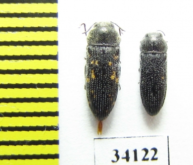 Acmaeodera guichardi, pair  Oman - INSECTS-STORE.RU