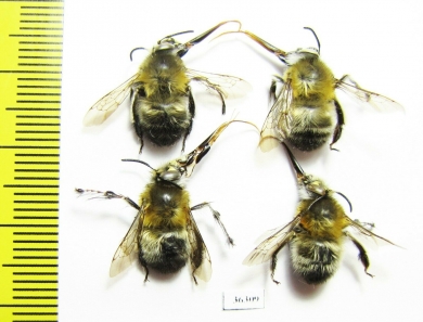 Hymenoptera sp.  Russia, Kaluga reg. - INSECTS-STORE.RU