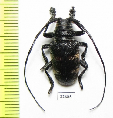 Cerambycidae sp.  South Africa Rep. - INSECTS-STORE.RU