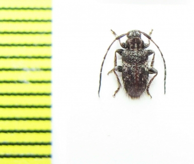 Cerambycidae sp.  Malawi - INSECTS-STORE.RU