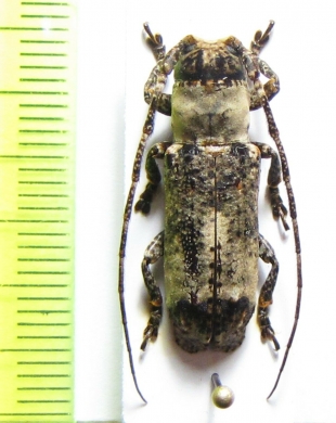 Sthenias cylindrator  Togo - INSECTS-STORE.RU