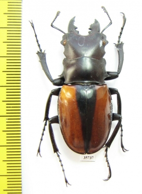 Odontolabis ludeckingi  Indonesia, Sumatra - INSECTS-STORE.RU