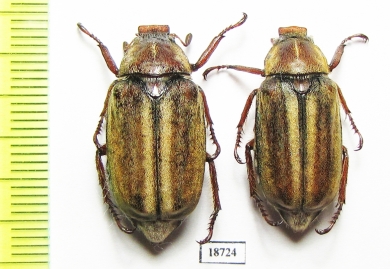 Anoxia matutinalis, male  France, Corsica - INSECTS-STORE.RU