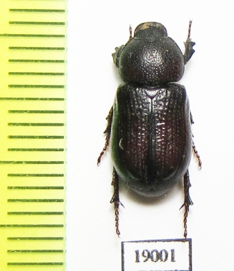 Cryptodus sp.  Australia - INSECTS-STORE.RU