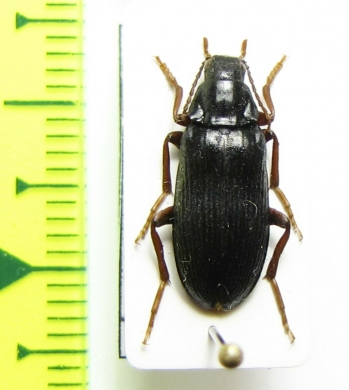 Melandrya mongolica  Russia, Far East - INSECTS-STORE.RU