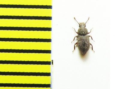 Diodesma subterranea  Italy - INSECTS-STORE.RU