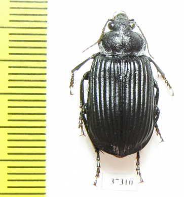 Carabidae sp.  South Africa Rep. - INSECTS-STORE.RU