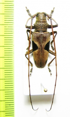 Epepeotes lateralis  Malaysia, Borneo - INSECTS-STORE.RU