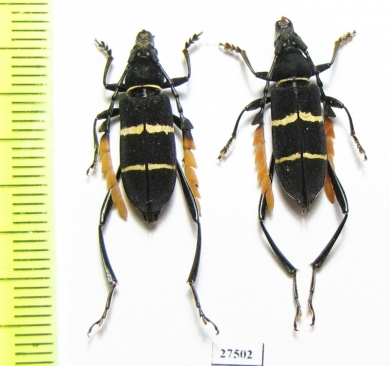 Euryarthrum kalimantanense  Indonesia, Kalimantan - INSECTS-STORE.RU