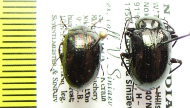 Tenebrionidae sp.  India - INSECTS-STORE.RU