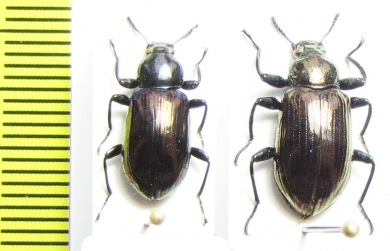 Tenebrionidae sp.  Indonesia, Sulawesi - INSECTS-STORE.RU