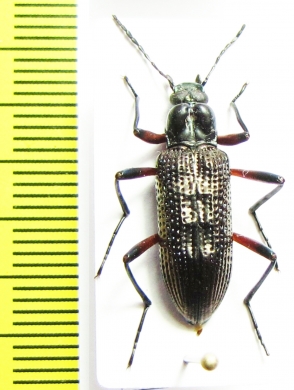 Tenebrionidae sp.  Malaysia, Borneo - INSECTS-STORE.RU