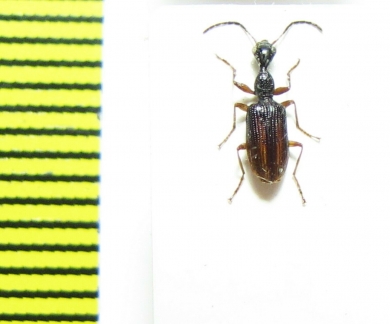 Carabidae sp.  Malawi - INSECTS-STORE.RU