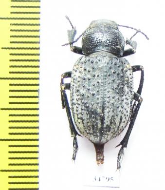 Trigonoscelis muricata  Russia, Astrakhan reg. - INSECTS-STORE.RU