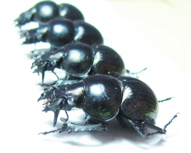 Lethrus gissaricus, pair  Uzbekistan - INSECTS-STORE.RU