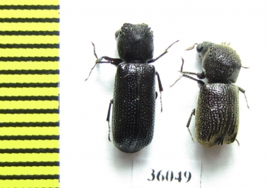 Bostrichidae sp.  Thailand - INSECTS-STORE.RU