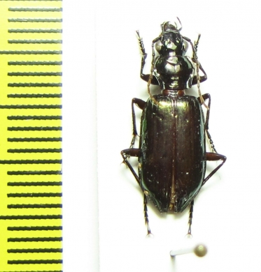 Carabidae sp.  Malaysia - INSECTS-STORE.RU