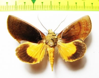 Noctuidae sp.  Bolivia - INSECTS-STORE.RU
