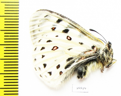 Parnassius tenedius scepticus  Russia, Yakutia reg. - INSECTS-STORE.RU